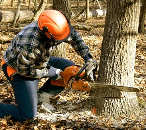 Tree Removal in Burlington, ME